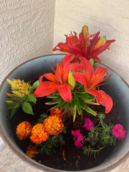 bir tencereye çiçekler 