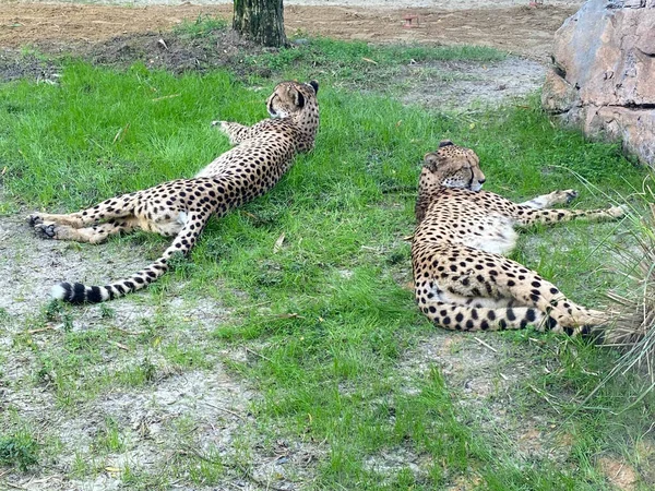 Leopards in the zoo