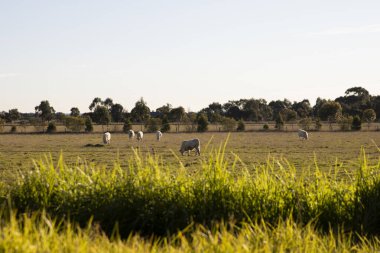 Beyaz inekler, resmedilmeye değer Avustralya kırsallarında huzur içinde otlarlar..