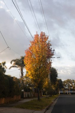 Sıcak bir öğleden sonra ışığında yıkanan sonbahar ağacı bir banliyö caddesinde duruyor ve güzel bir manzara yaratıyor..