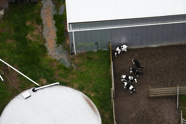Holstein Friese Koeien Staan Een Stal Het Creëren Van Een — Stockfoto