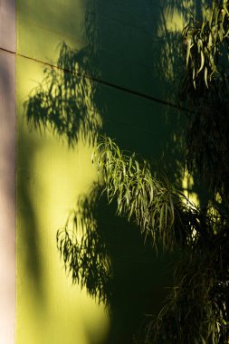 Ağaç yaprakları siluetli gölgelerini canlı yeşil bir dış duvarın üzerine dökerek görsel ambiyansı güçlendirir..