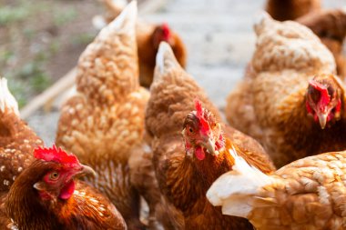 Arka bahçedeki bir barakada duran ve kırsal alanda yaşayan tavuk ve horozların yakın plan görüntüsü..