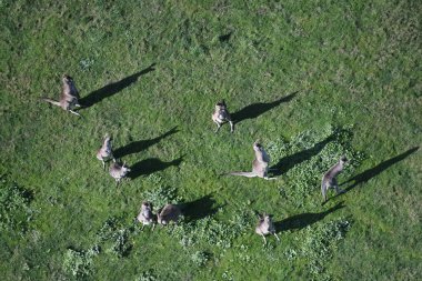 Kırsal kesimdeki kanguruların doğal habitatlarındaki vahşi yaşam görüntülerini yakalıyorlar..