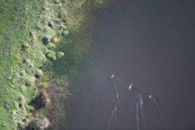 Havadan bakıldığında ördekler zarif bir şekilde dingin bir gölete iniyor..