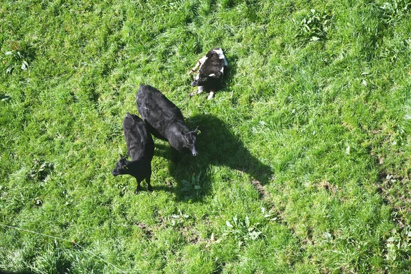 Lucht Perspectief Van Zwarte Koeien Een Grasgroen Veld Creëren Van — Stockfoto