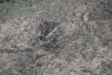 Odunlu bir orman bölgesinde devrilmiş bir ağaç, doğal ortamdaki insanlar tarafından yapılan değişiklikleri gösteriyor..