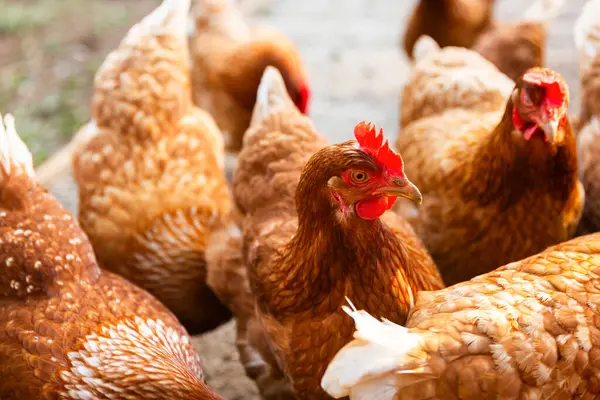 Geleneksel Serbest Çiftlikteki Tavuklara Yakın Çekim Stok Resim