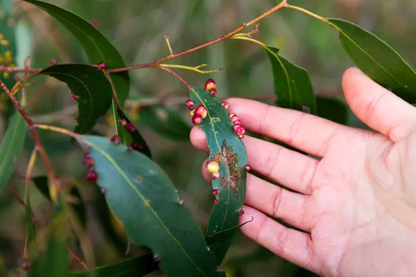Adamın Eli Yeşil Bir Yaprağın Üzerindeki Pontania Proksima Nın Kırmızı Telifsiz Stok Imajlar