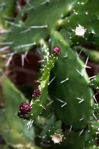Detailní Pohled Pichlavou Kaktusovou Rostlinu Červenými Pupeny Kaktusových Květů Stock Snímky