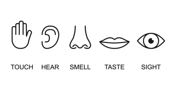 Очертания Иконки Набор Пяти Человеческих Чувств Зрение Глаз Запах Носа — стоковый вектор