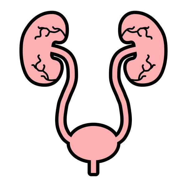 Здоровье Урологов Икона Человека Анатомия Медицинский Знак Мочевого Пузыря Векторная — стоковый вектор