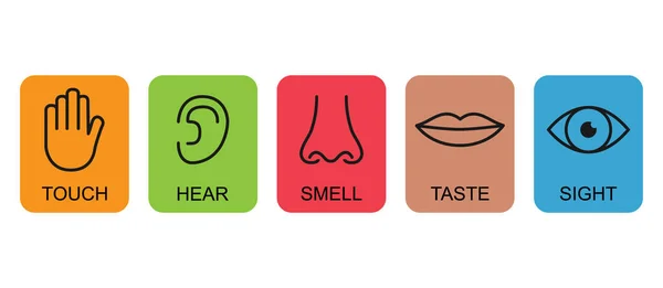 Σύνολο Εικονίδιο Περίγραμμα Πέντε Ανθρώπινες Αισθήσεις Όραση Μυρίζουν Μύτη Ακοή — Διανυσματικό Αρχείο