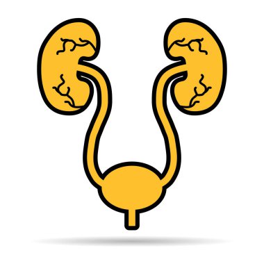 Üroloji sağlığı ikon gölgesi, anatomi tıbbi mesane işareti, biyoloji vektör çizimi .