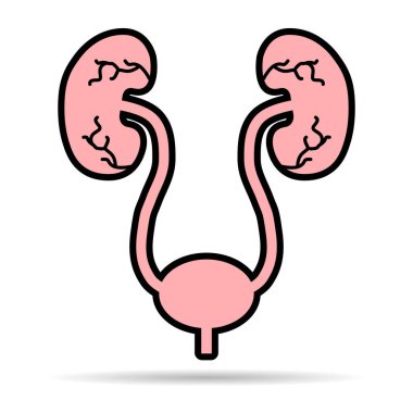 Üroloji sağlığı ikon gölgesi, anatomi tıbbi mesane işareti, biyoloji vektör çizimi .