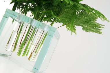 İçinde su ve bitki bulunan bir vazo.