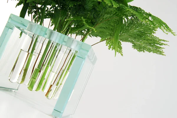 İçinde su ve bitki bulunan bir vazo.