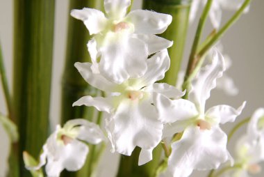 Plastik beyaz bir orkideye yakın, arka planda yeşil saplar var.