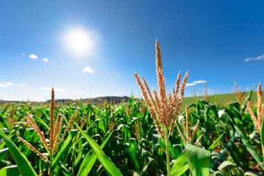 Öğleden sonra vakti tarla plantasyonunda mısır yaprağını kapat..