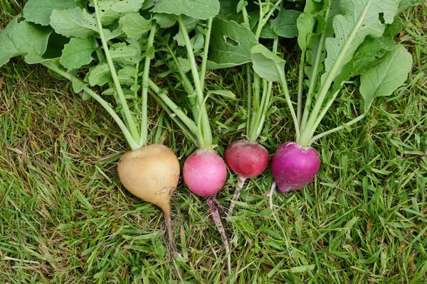 Freshly Harvested Radishes Grass Rainbow Variety Yellow Pink Red Purple Images De Stock Libres De Droits