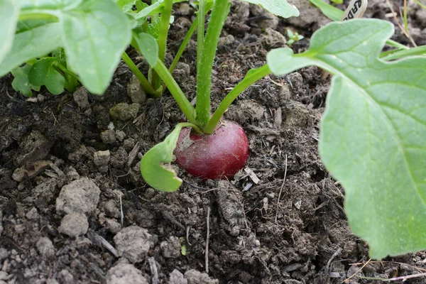 野菜のベッドの土壌で栽培されている単一の赤い大根 収穫の準備ができて ストック画像