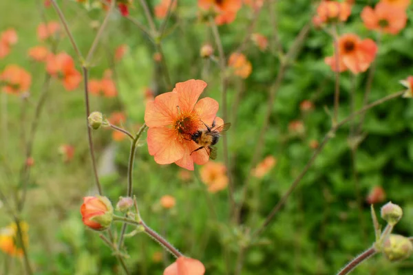 Tree Bumblebee Bombus Hypnorum Collecting Pollen Orange Geum Flower Photos De Stock Libres De Droits
