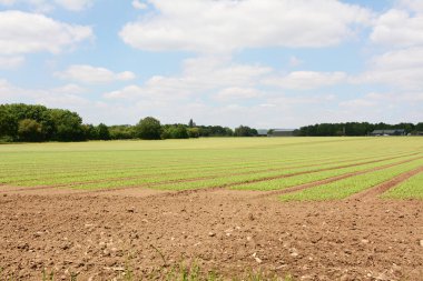 İngiltere 'de, Golden Green' de genç yeşil bir ekin ekili çiftlik arazisi