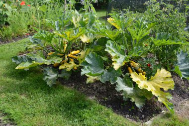 Kent kırsalındaki yemyeşil sebze bahçesinde iki büyük kabak bitkisi.