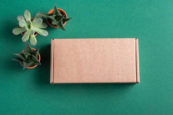 Caja Cartón Vista Superior Sobre Escritorio Verde Con Juego Suculentas — Foto de Stock