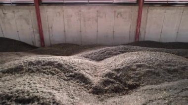 Depodaki ayçiçeklerinden bir yığın tohum. Ayçekirdeği dağı. Ayçiçeği hasat ediyorum. Yüksek kalite 4k görüntü.