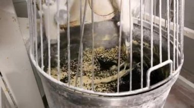 Endüstriyel karışımda panettone hamurunu hazırlıyorum. Yüksek kalite 4k görüntü