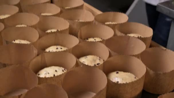 Artisan Włoski Piekarz Wprowadzenie Panettone Ciasto Świąteczne Ciasto Form Wysokiej — Wideo stockowe
