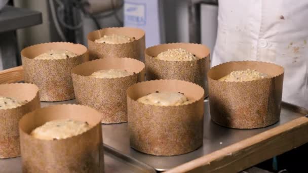 Pembuat Roti Italia Membuat Kue Panettone Christmas Dengan Menambahkan Almond — Stok Video