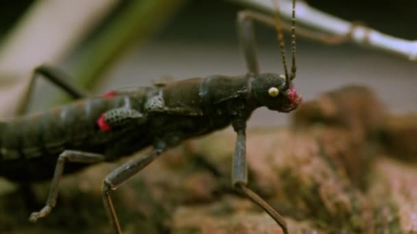 Stick Insecto Peruphasma Schultei Sobre Madera Seca Con Fondo Verde — Vídeos de Stock