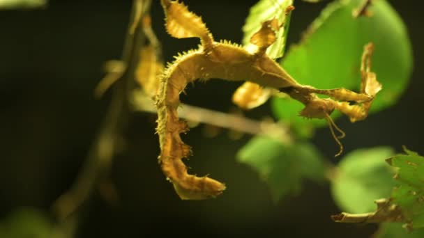 Australische Stok Insect Extatosoma Tiaratum Hoge Kwaliteit Beeldmateriaal — Stockvideo