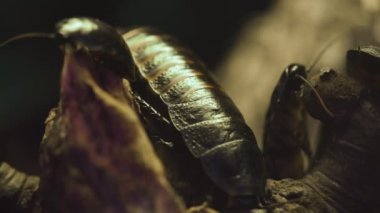  Madagaskar tıslayan hamamböcekleri. Grompadorrhina Portentosa. Yüksek kalite 4k görüntü