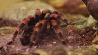 Yeşil arka planda kırmızı dizli Meksika örümceği tarantulasına yakın plan. Yüksek kalite 4k görüntü