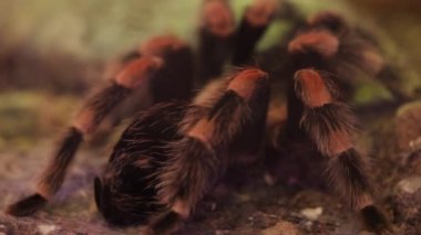Yeşil arka planda kırmızı dizli Meksika örümceği tarantulasına yakın plan. Yüksek kalite 4k görüntü