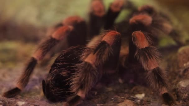 Zbliżenie Czerwonego Kolana Meksykańskiej Tarantuli Pająka Zielonym Tle Wysokiej Jakości — Wideo stockowe