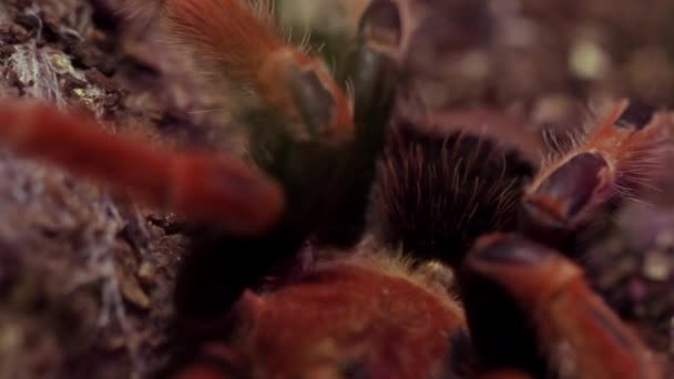 Zbliżenie Czerwonego Kolana Meksykańskiej Tarantuli Pająka Zielonym Tle Wysokiej Jakości — Wideo stockowe
