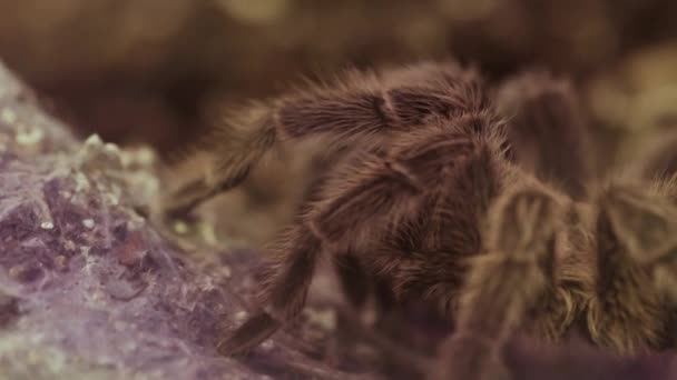 Zbliżenie Tarantuli Pająka Naturalnym Tle Wysokiej Jakości Materiał — Wideo stockowe