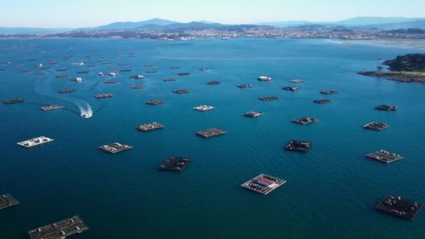 Aerial View Mussel Farm Platforms Fishing Industry Aquaculture Seafood Production — Stok video