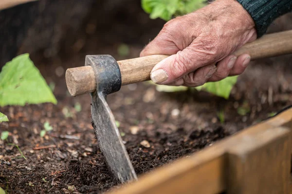 Close Mãos Homem Velho Segurando Enxada Enquanto Trabalhava Horta Legumes — Fotografia de Stock