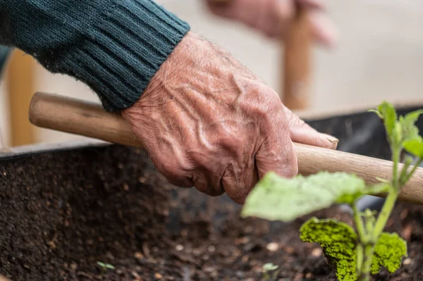 Close Old Man Hands Holding Hoe While Working Vegetables Garden Stock Picture