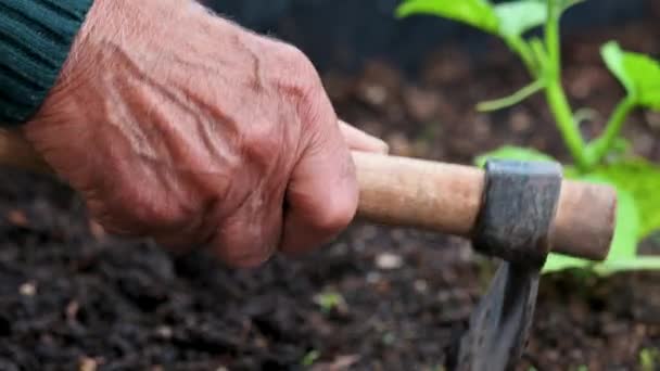 정원에서 일하는 노인의 가까이 있습니다 고품질 비디오 — 비디오