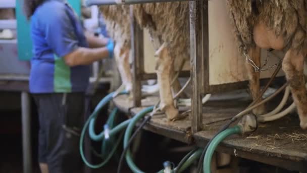 酪農場で羊を搾り取りました 高品質の4K映像を公開しました 高品質の4K映像 — ストック動画