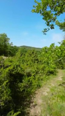 POV Airsoft oyunu. Askeri harekat sırasında ormanda silah taşıyan kamuflaj üniformalı bir asker. Yüksek kalite 4k görüntü