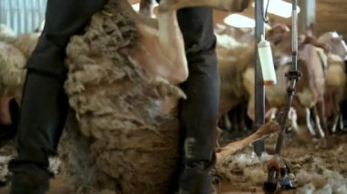 Çiftçinin koyun yünü kırpması. Kırpma makası koyunların yünlerini kesiyor. Yüksek kalite 4k görüntü