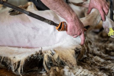 Sheep wool shearing by farmer. Shearing the wool from sheep .  clipart