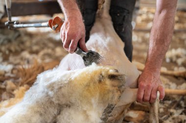 Sheep wool shearing by farmer. Shearing the wool from sheep .  clipart